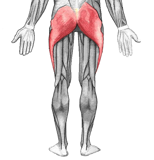 Anatomisk tegning: gluteus maximus set bagfra