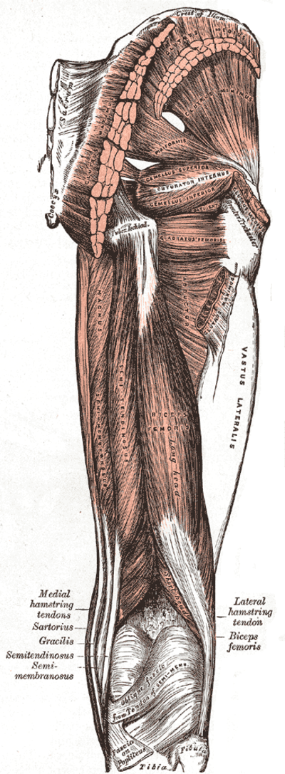 Anatomisk tegning: baglår med hasemuskler set bagfra