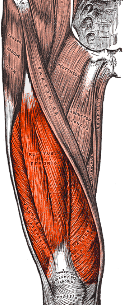 Anatomisk tegning: musculus quadriceps femoris på lårets forside